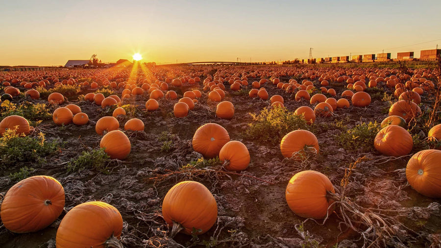 Pumpkin Patch Candle- Pumpkin•Brown Sugar•Cinnamon • Vanilla